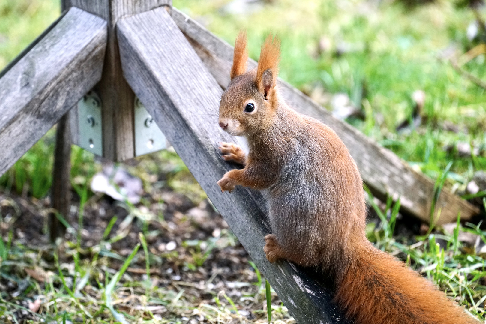 Eichhörnchen