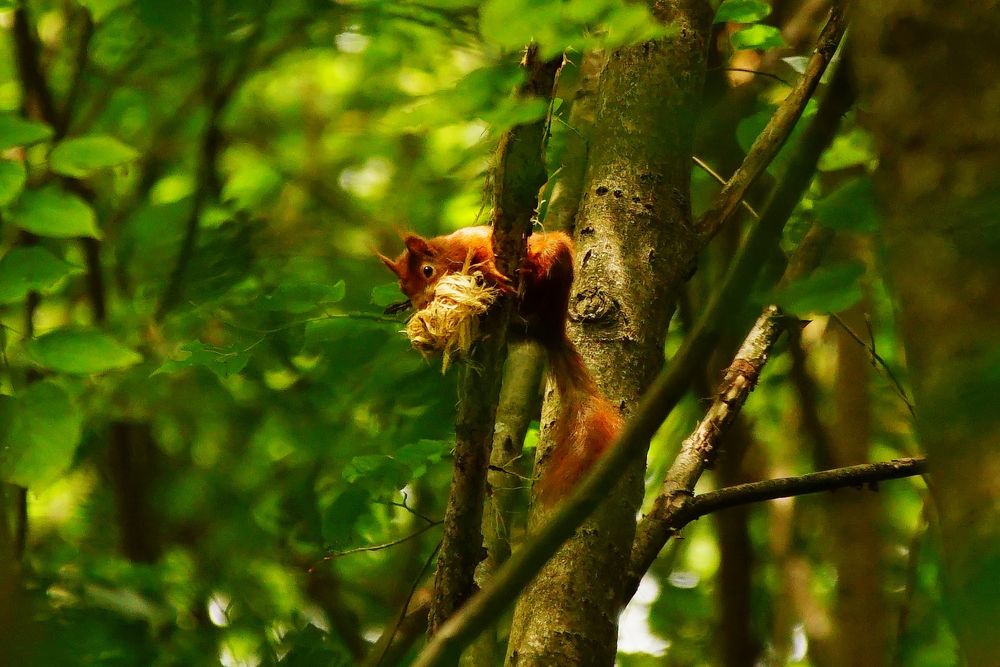 Eichhörnchen