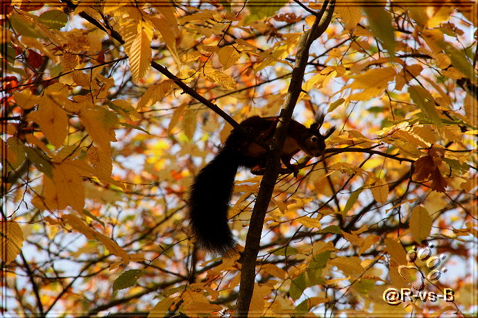 Eichhörnchen