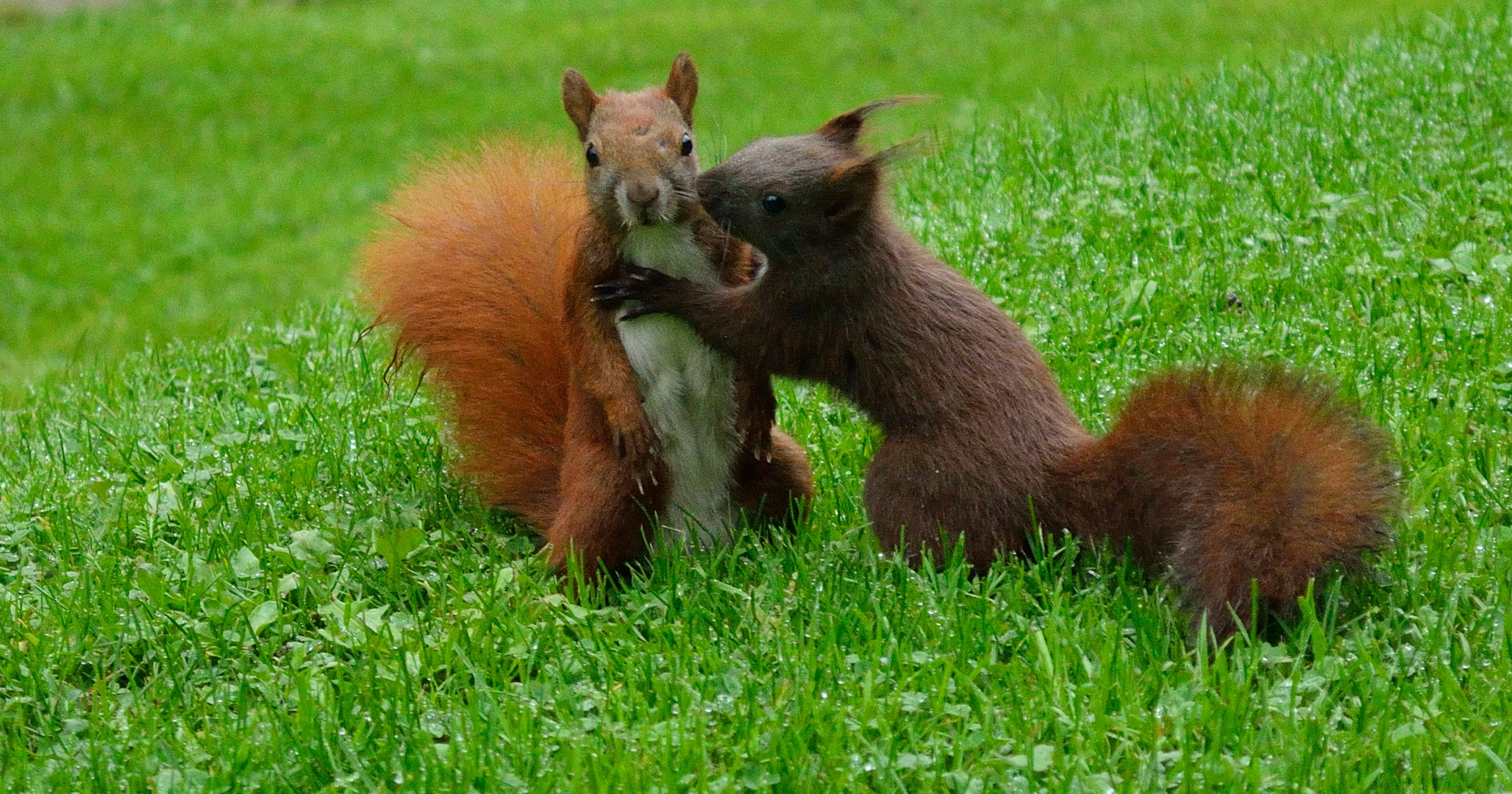 Eichhörnchen