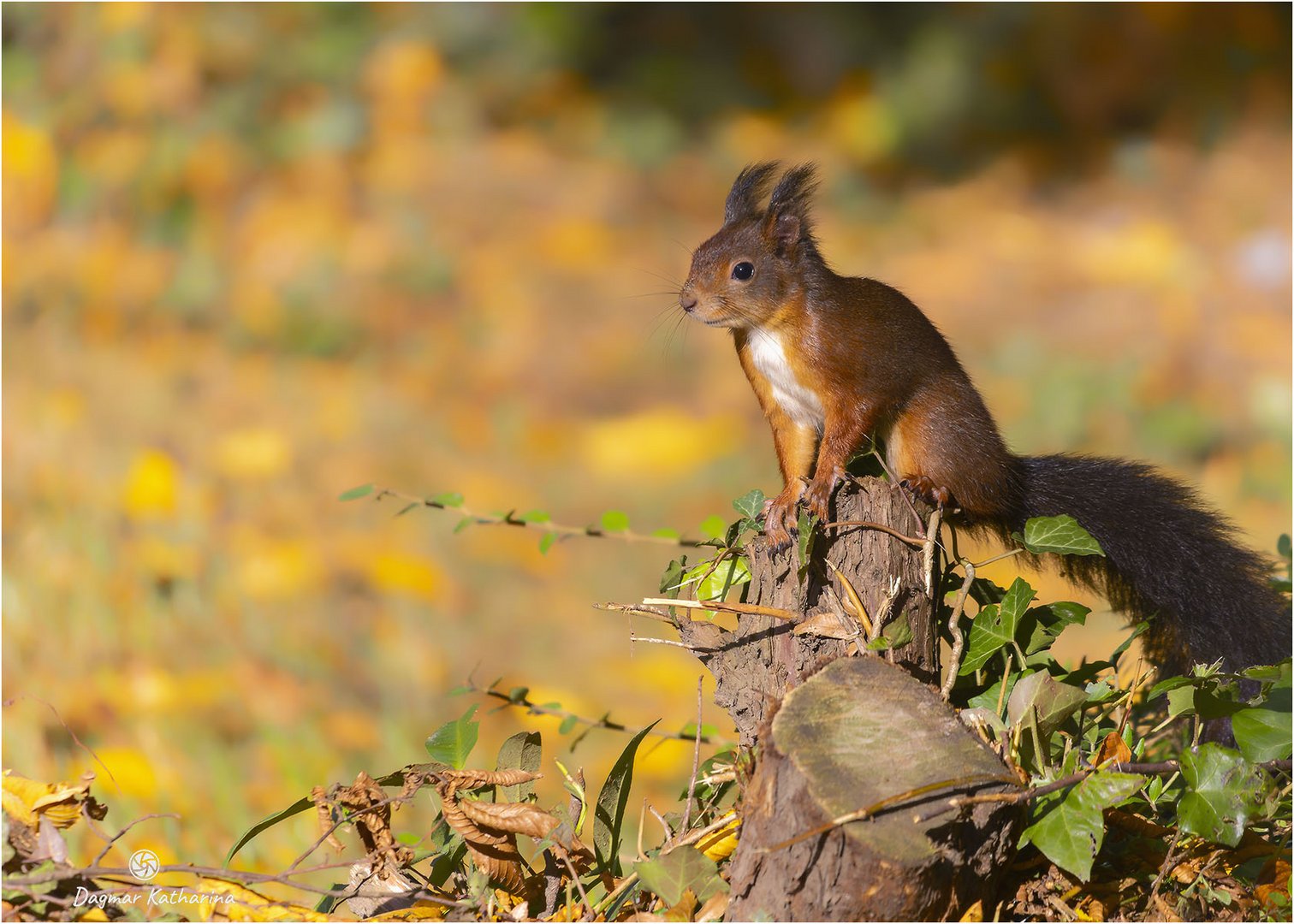 Eichhörnchen