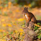 Eichhörnchen