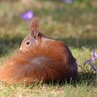 Eichhörnchen