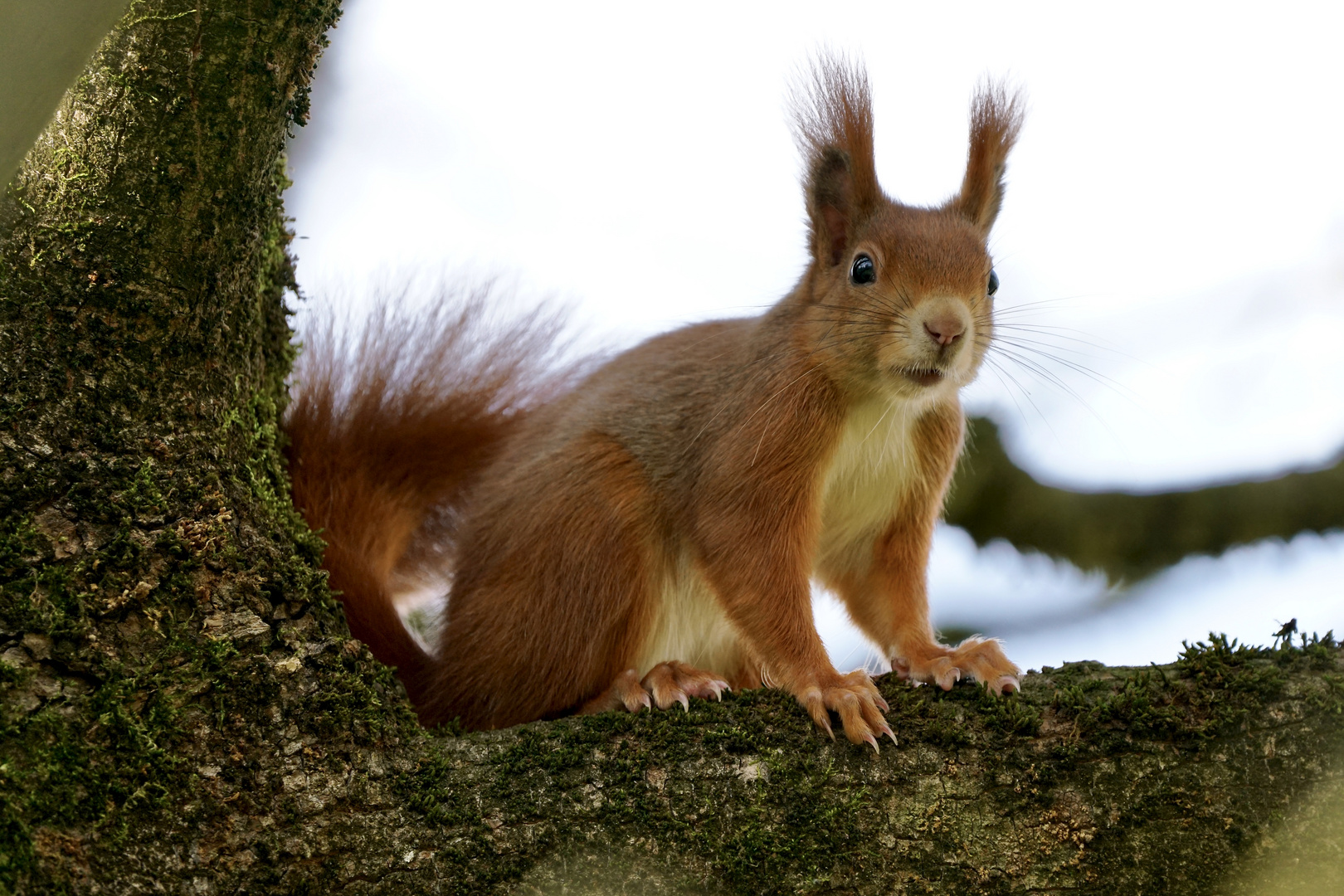 Eichhörnchen