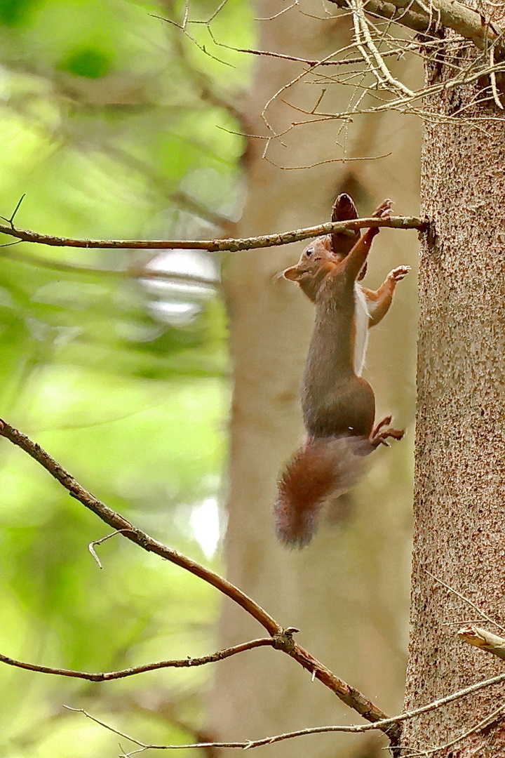 Eichhörnchen