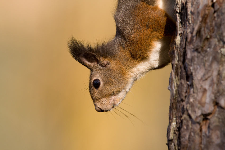 Eichhörnchen