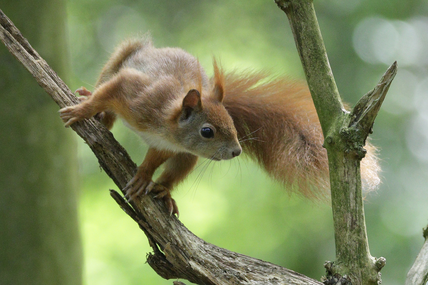 Eichhörnchen