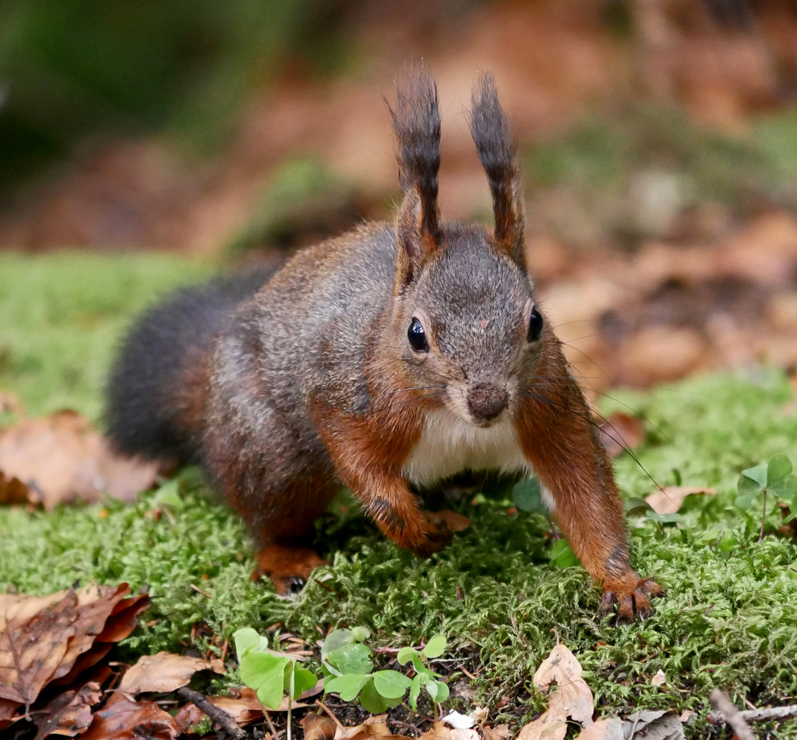 Eichhörnchen