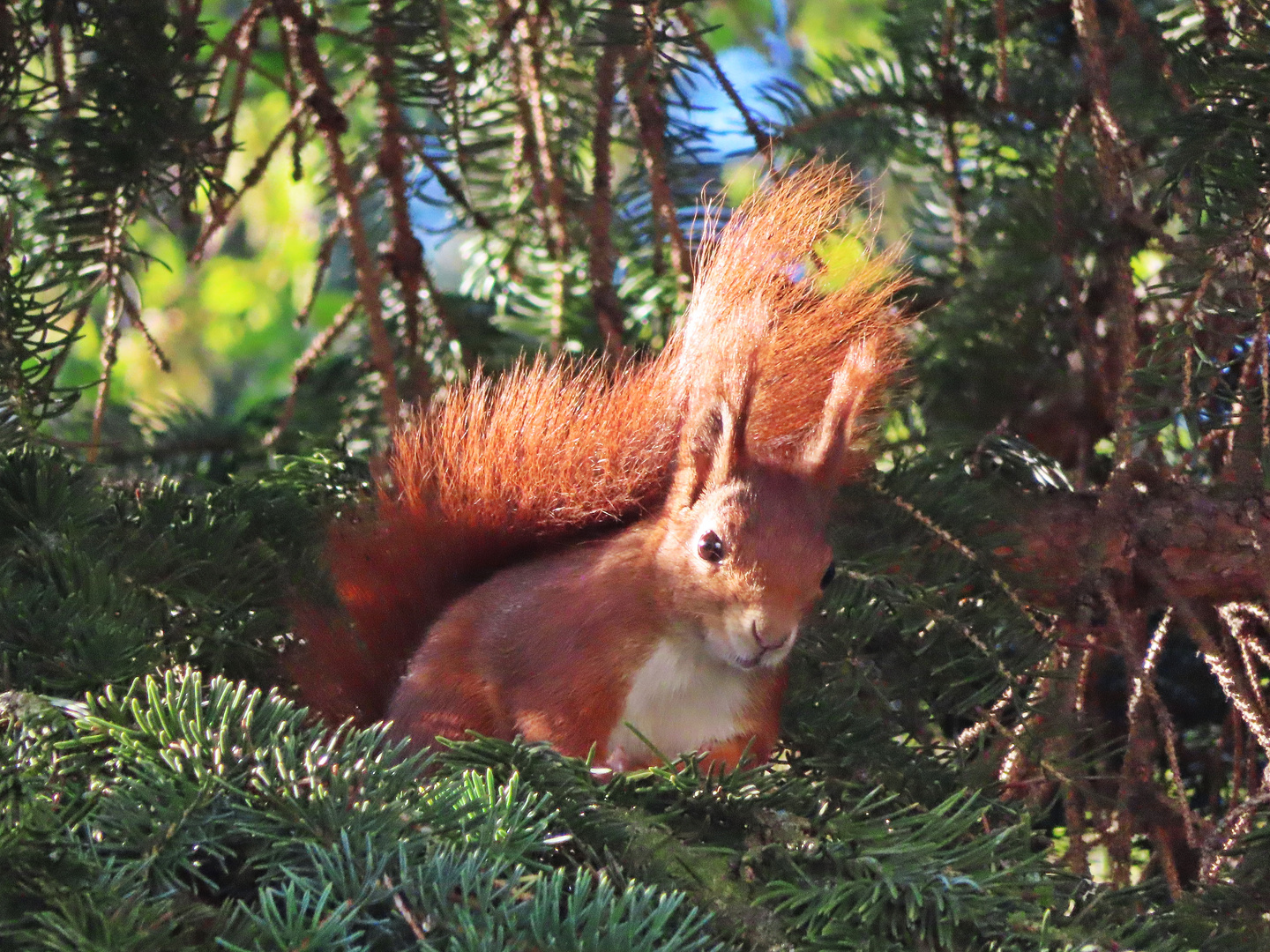 Eichhörnchen