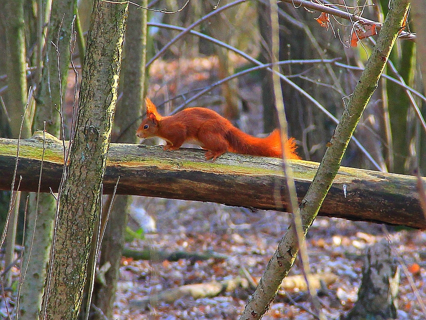 Eichhörnchen