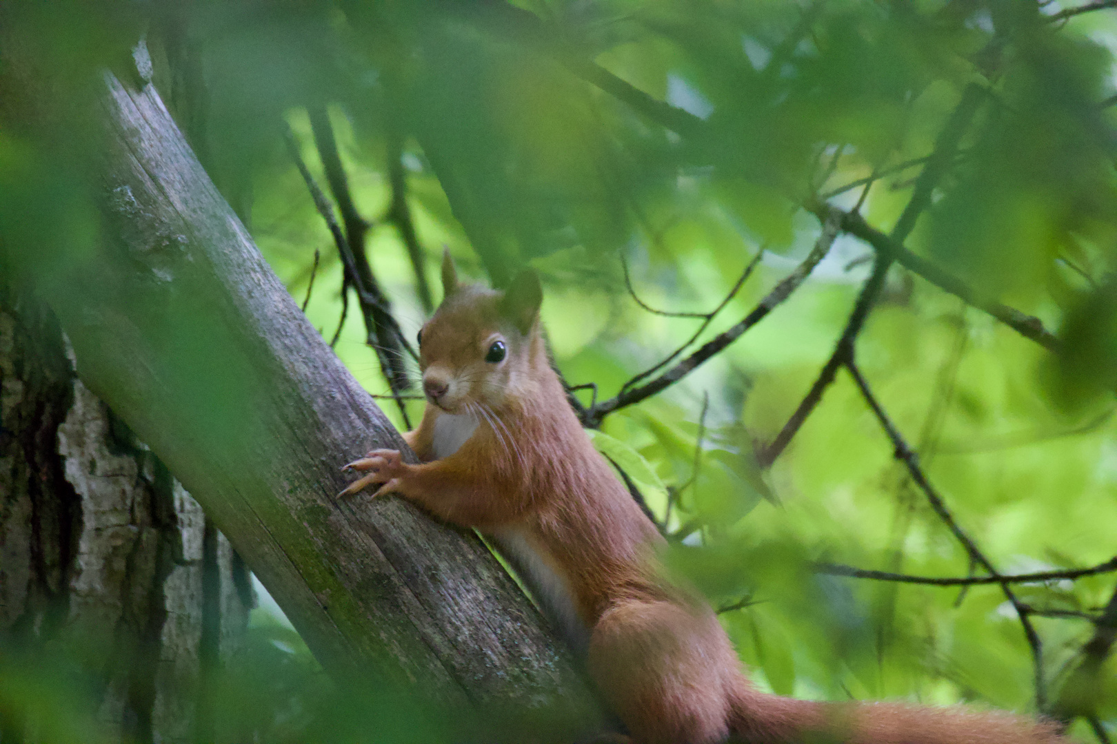 Eichhörnchen 