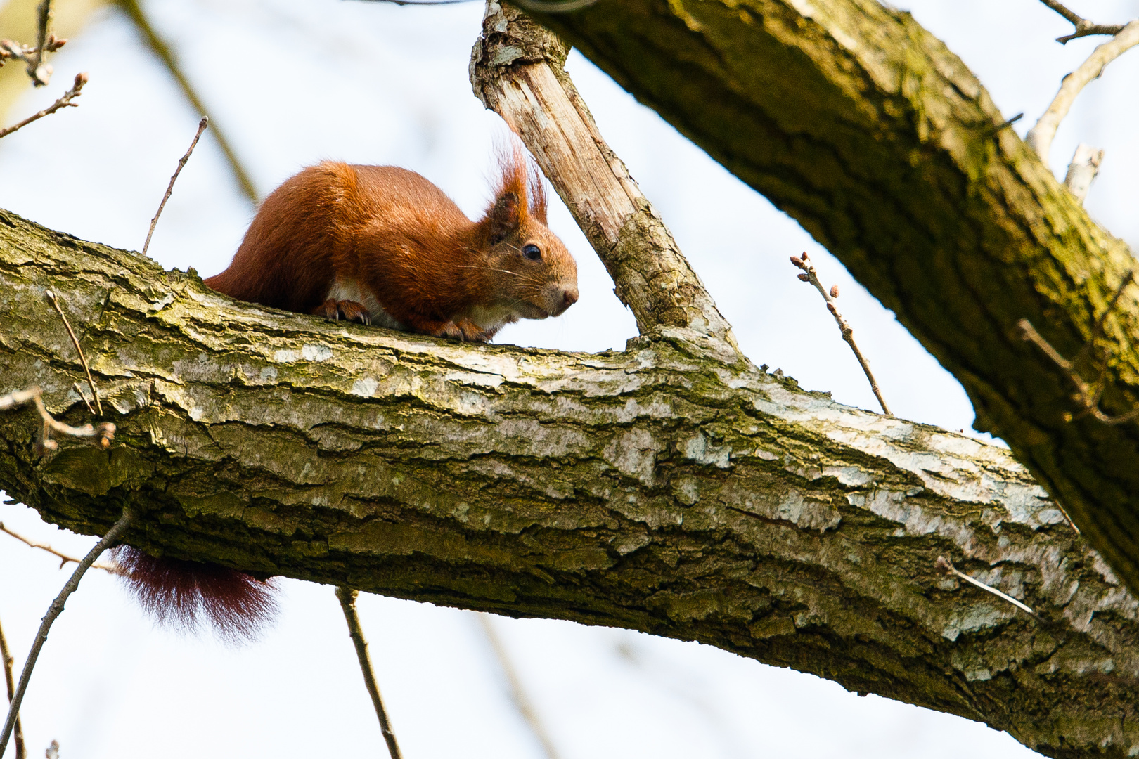 Eichhörnchen