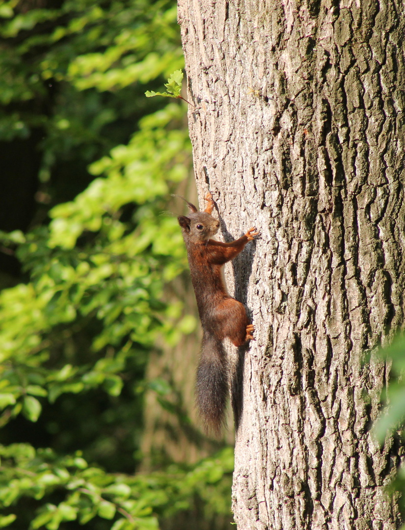 Eichhörnchen 