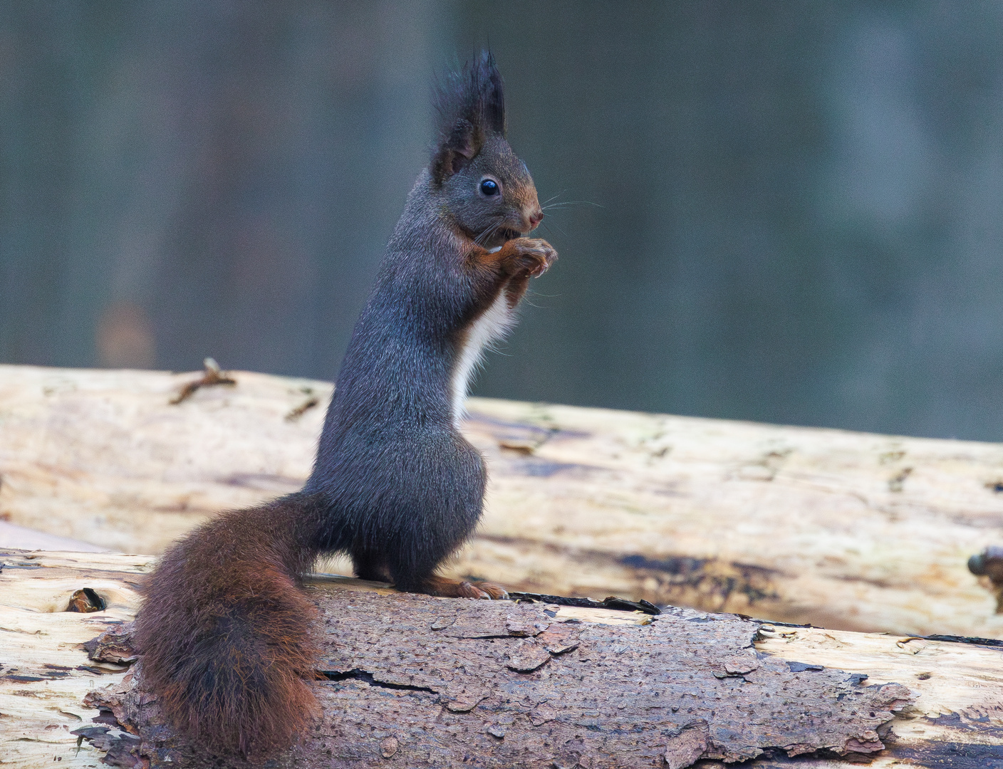 Eichhörnchen