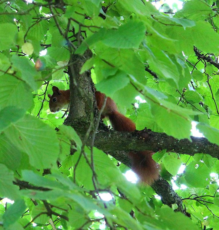 Eichhörnchen