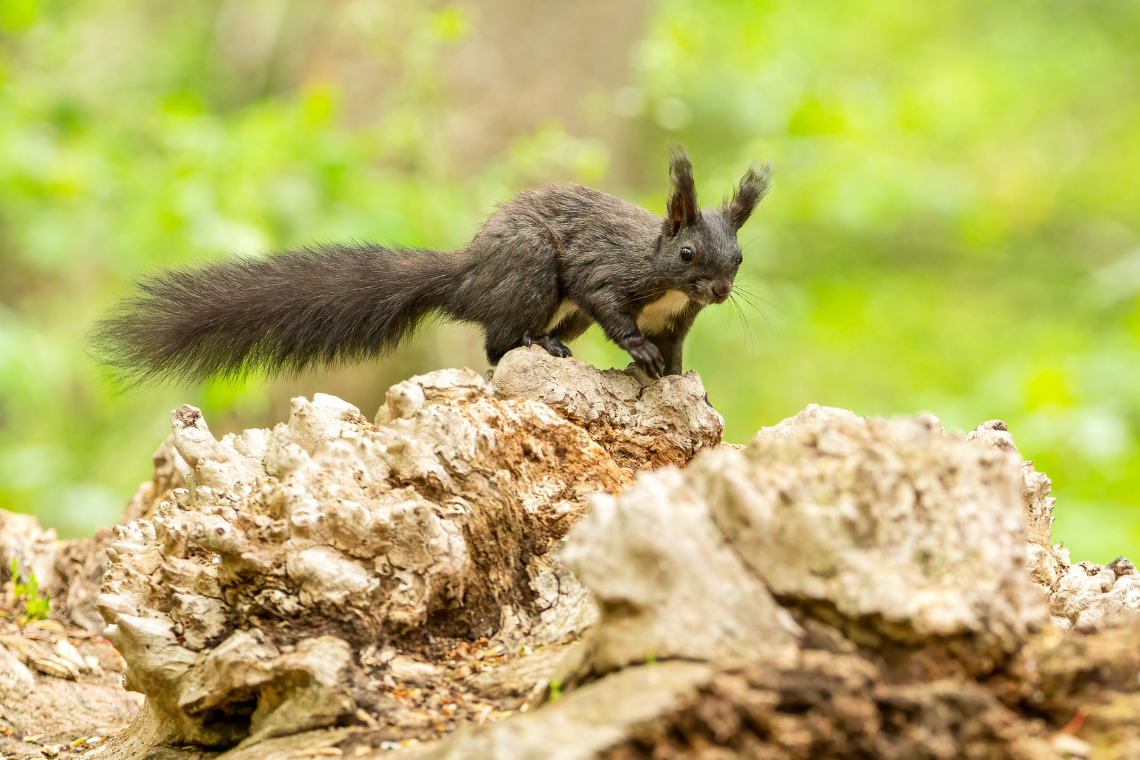 Eichhörnchen