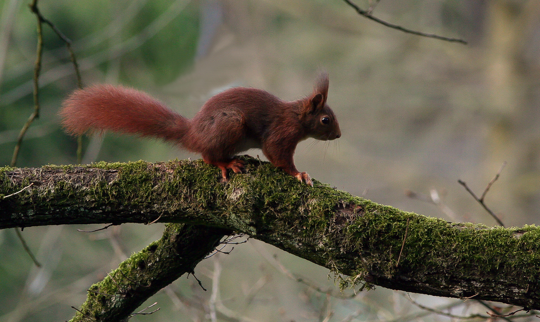 Eichhörnchen