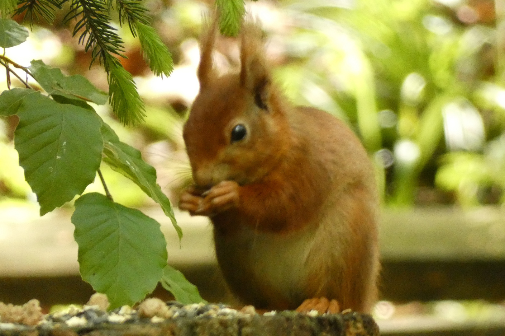 Eichhörnchen