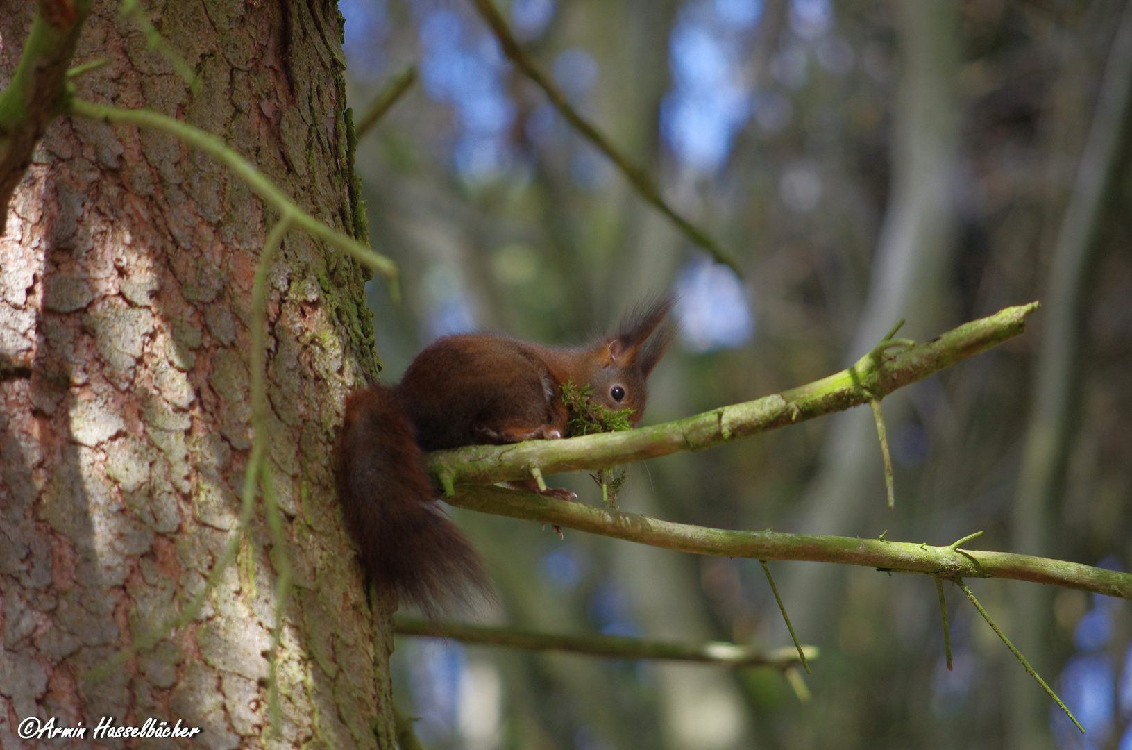 Eichhörnchen