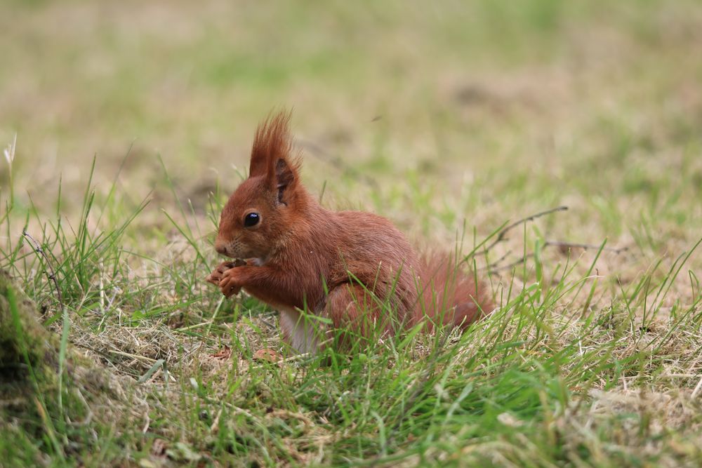 Eichhörnchen