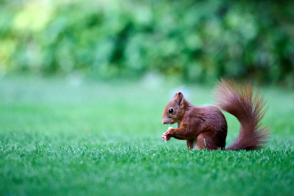 Eichhörnchen