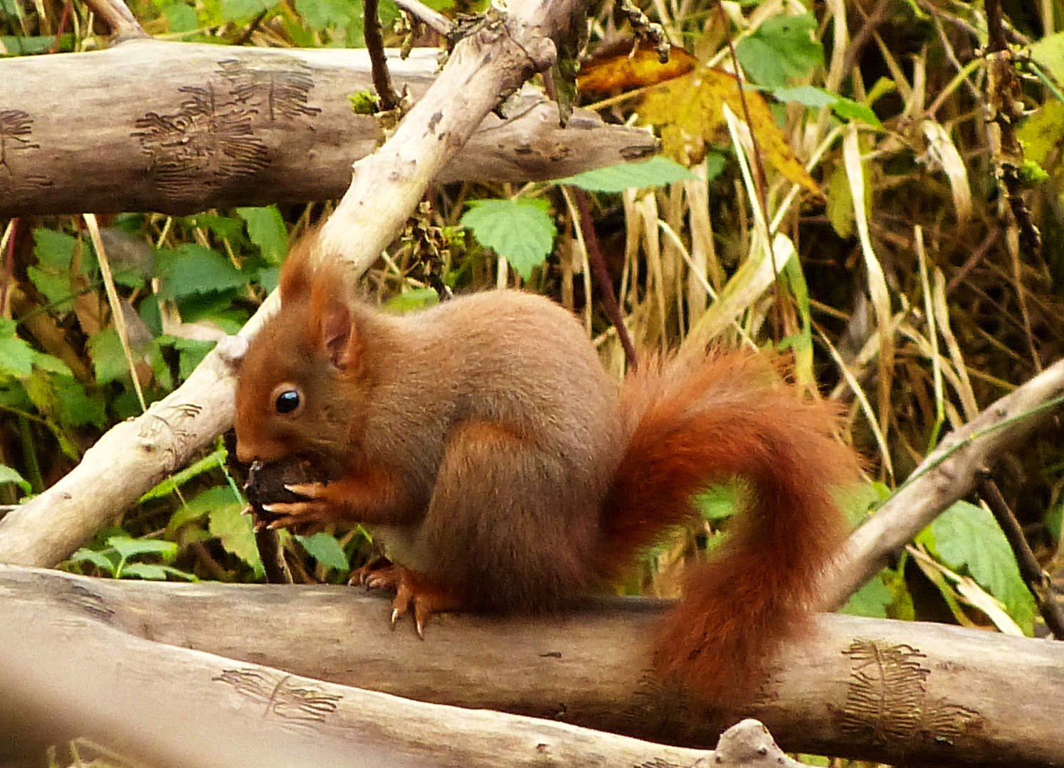 Eichhörnchen