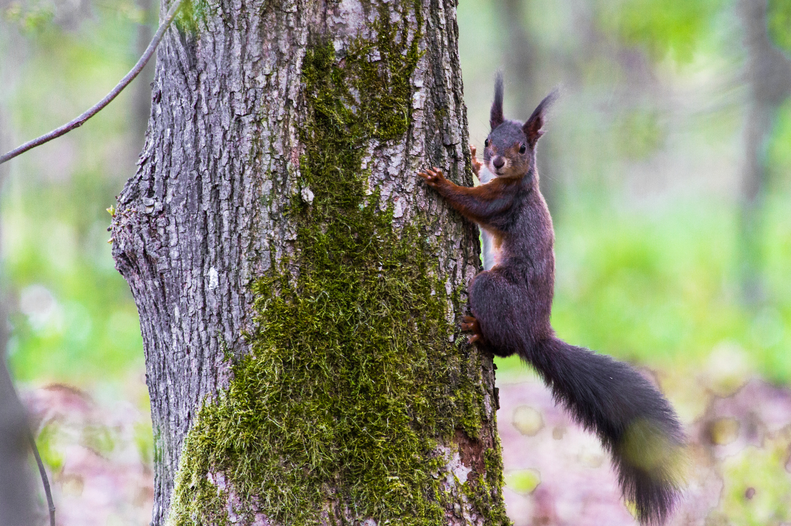 Eichhörnchen