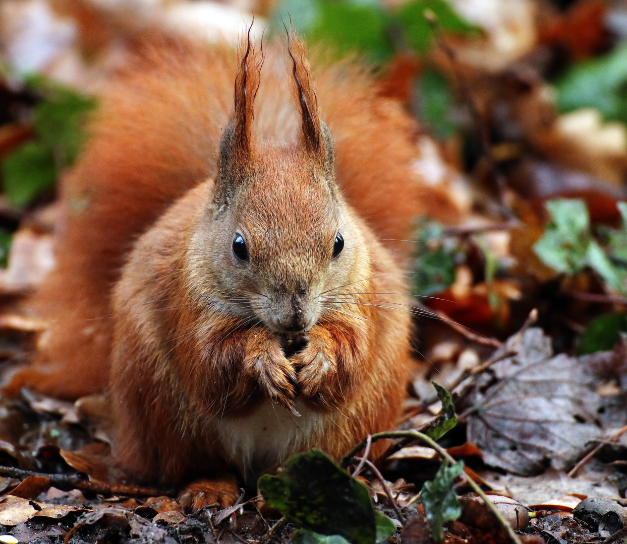 Eichhörnchen