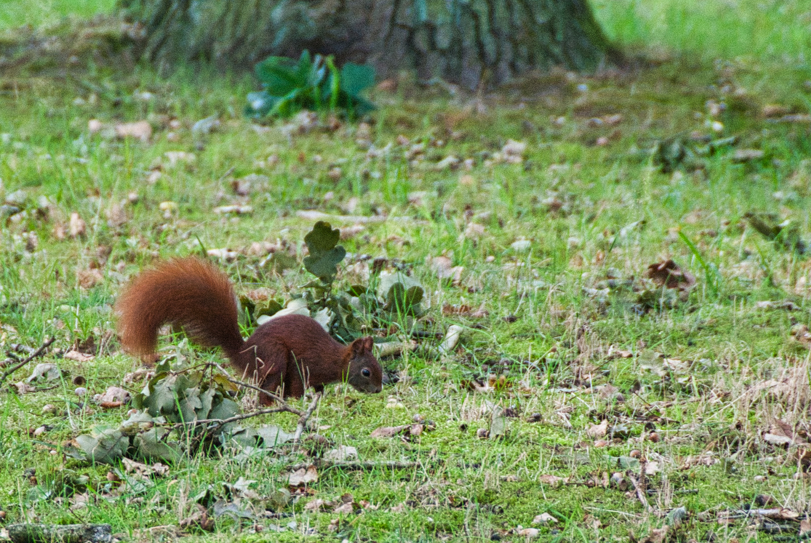 Eichhörnchen