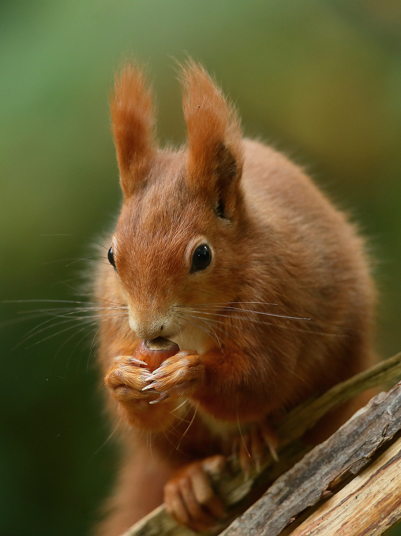 Eichhörnchen