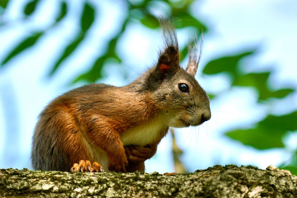 Eichhörnchen