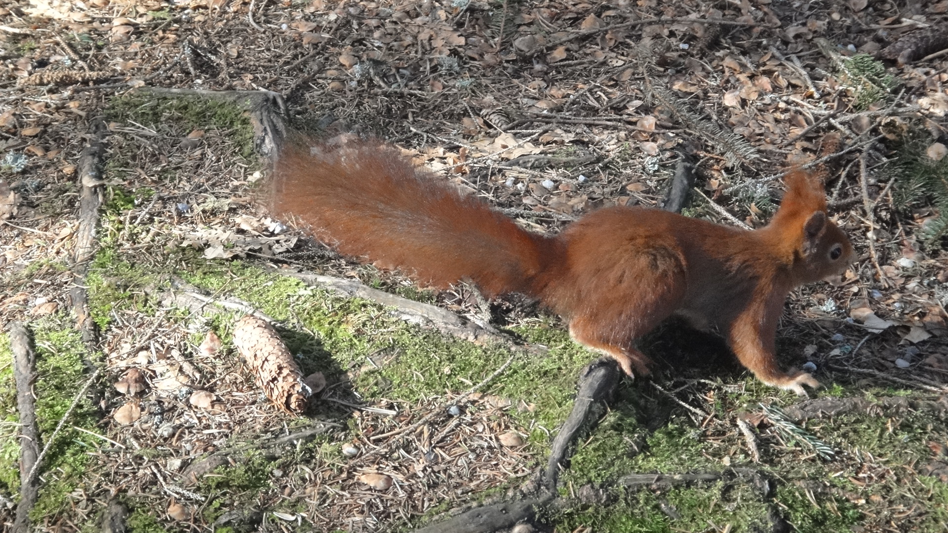 Eichhörnchen