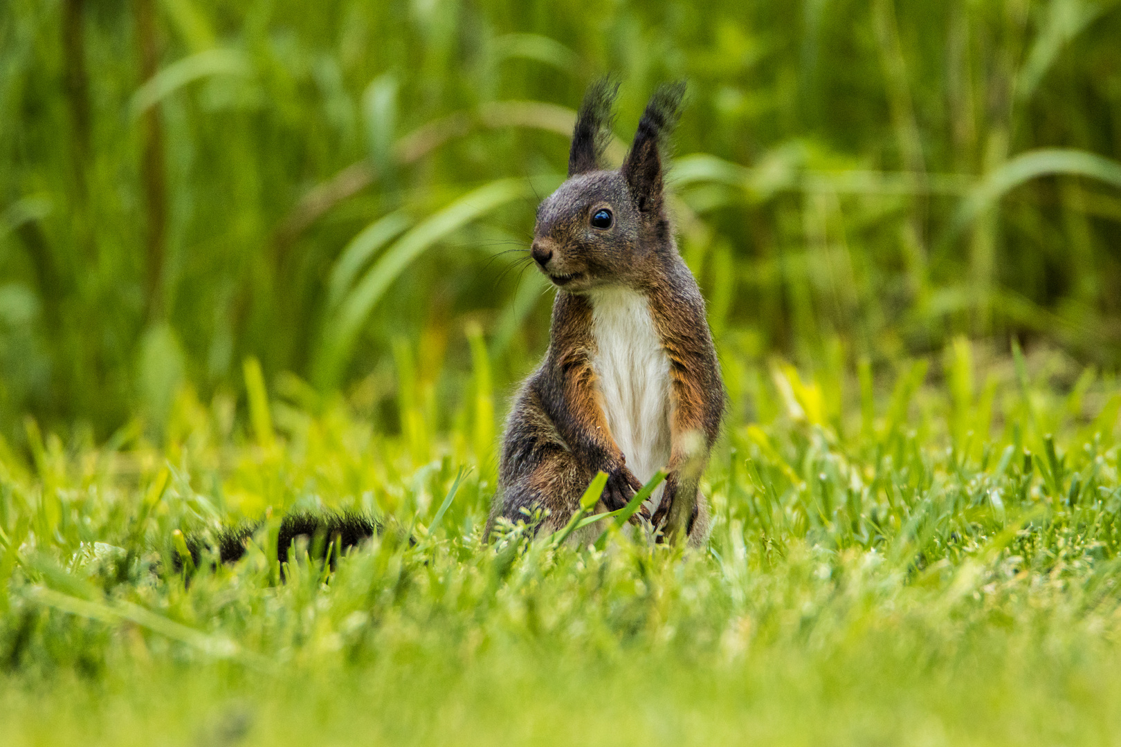 Eichhörnchen