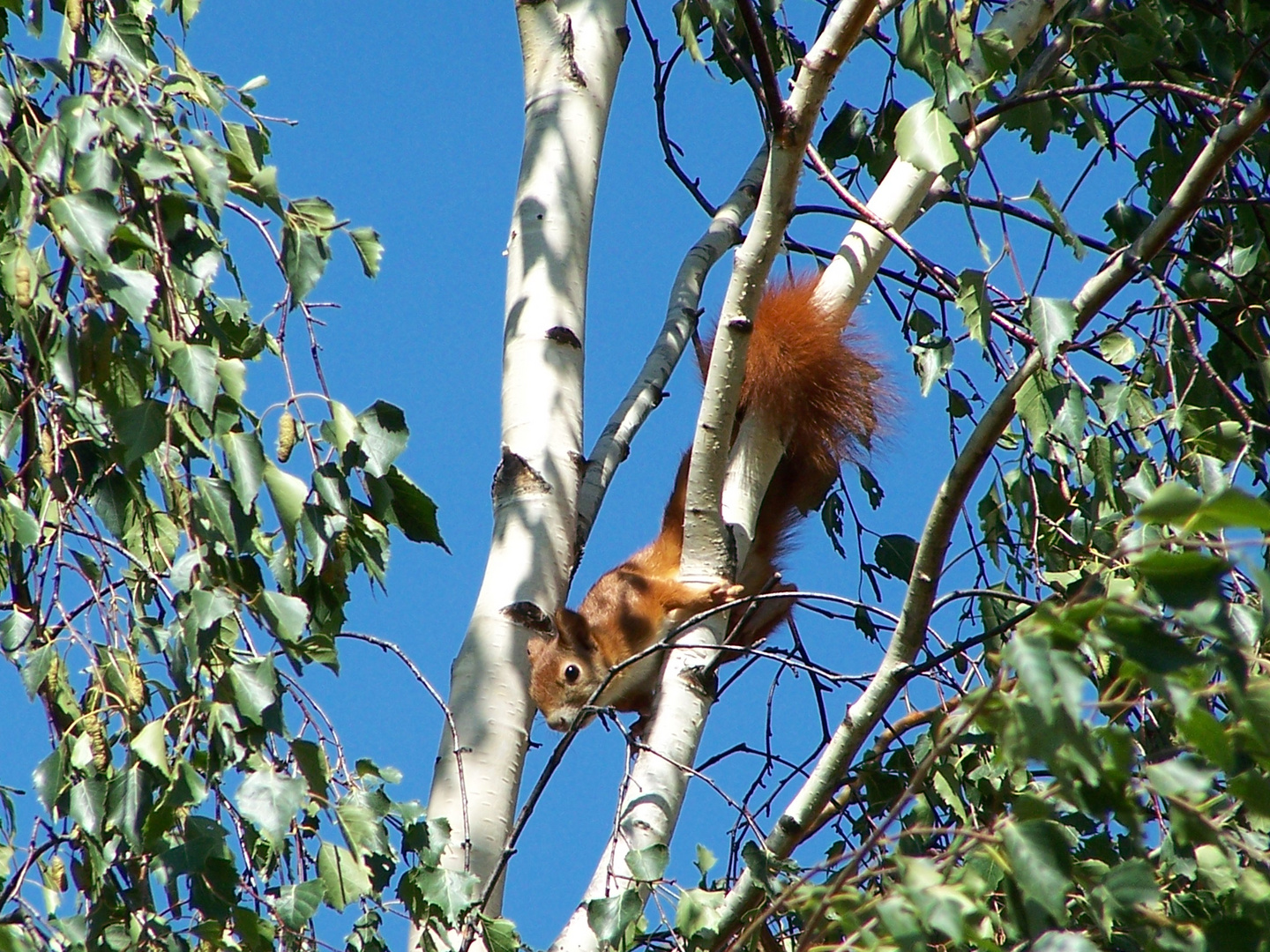 Eichhörnchen