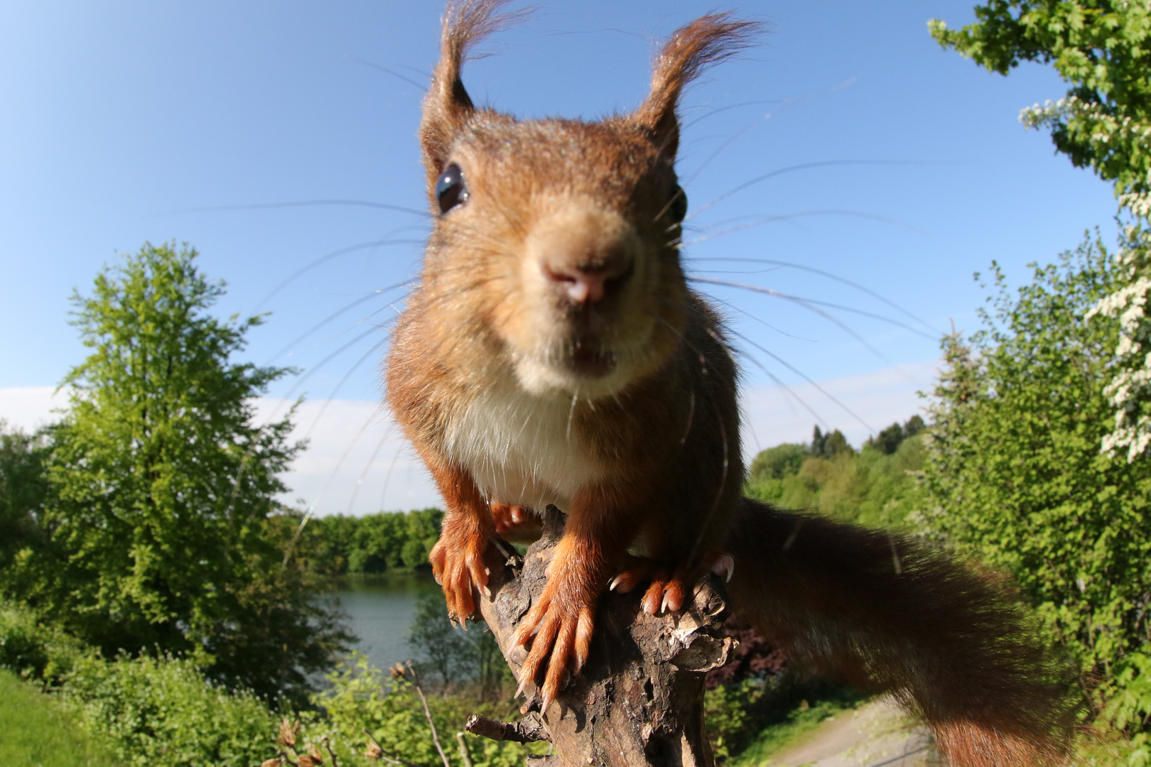 Eichhörnchen