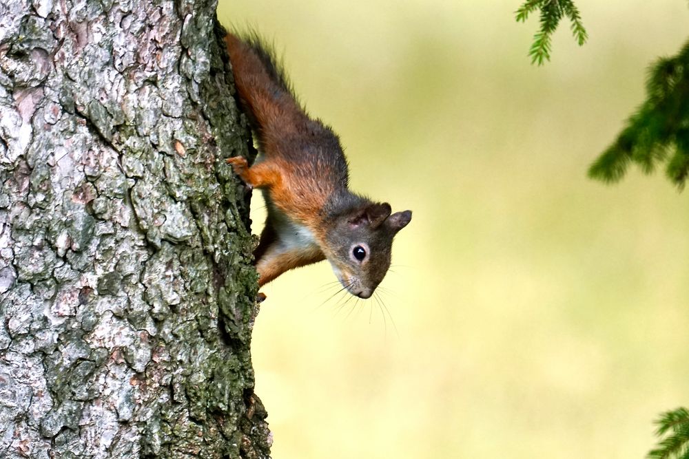 Eichhörnchen