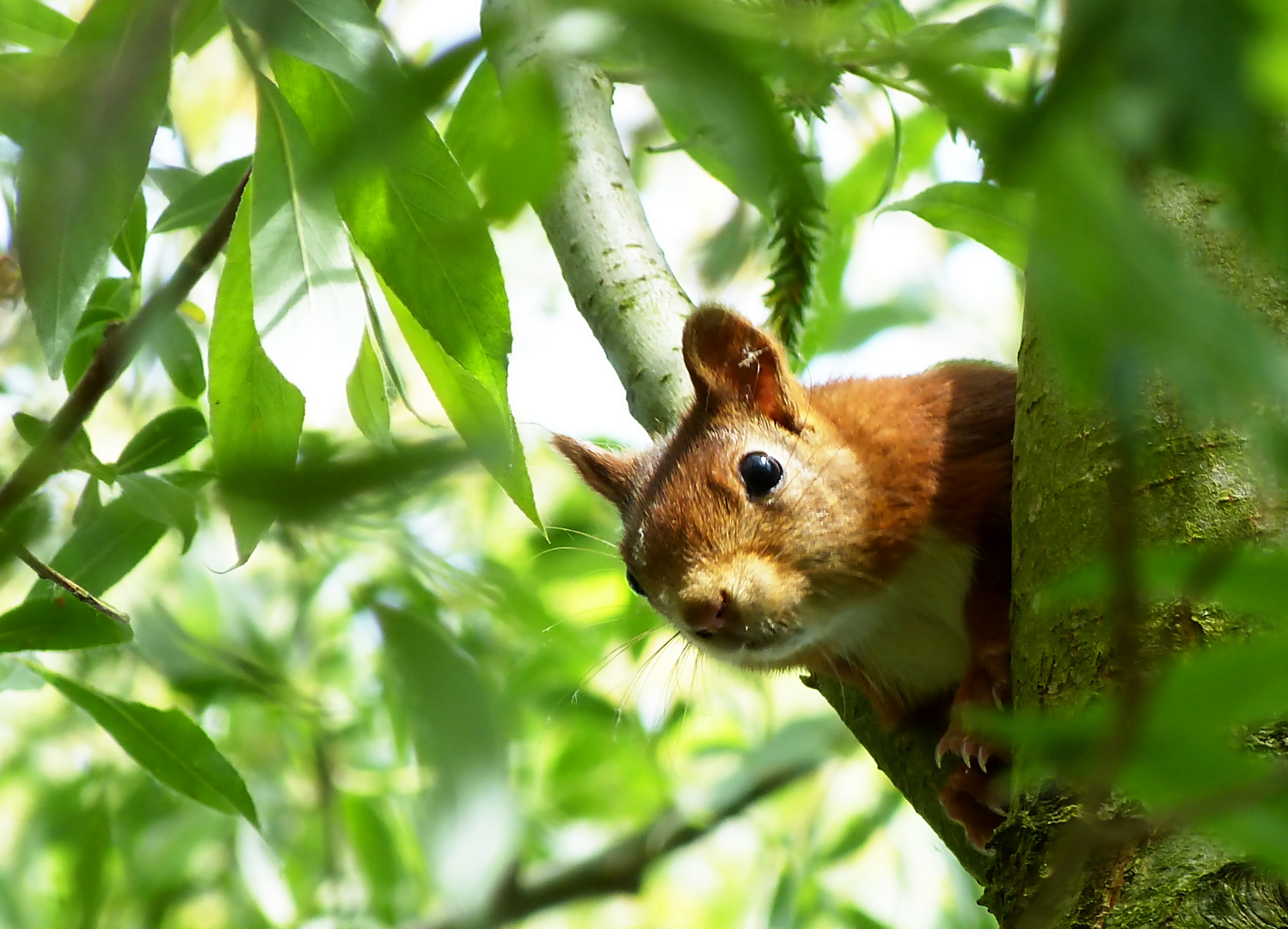 Eichhörnchen