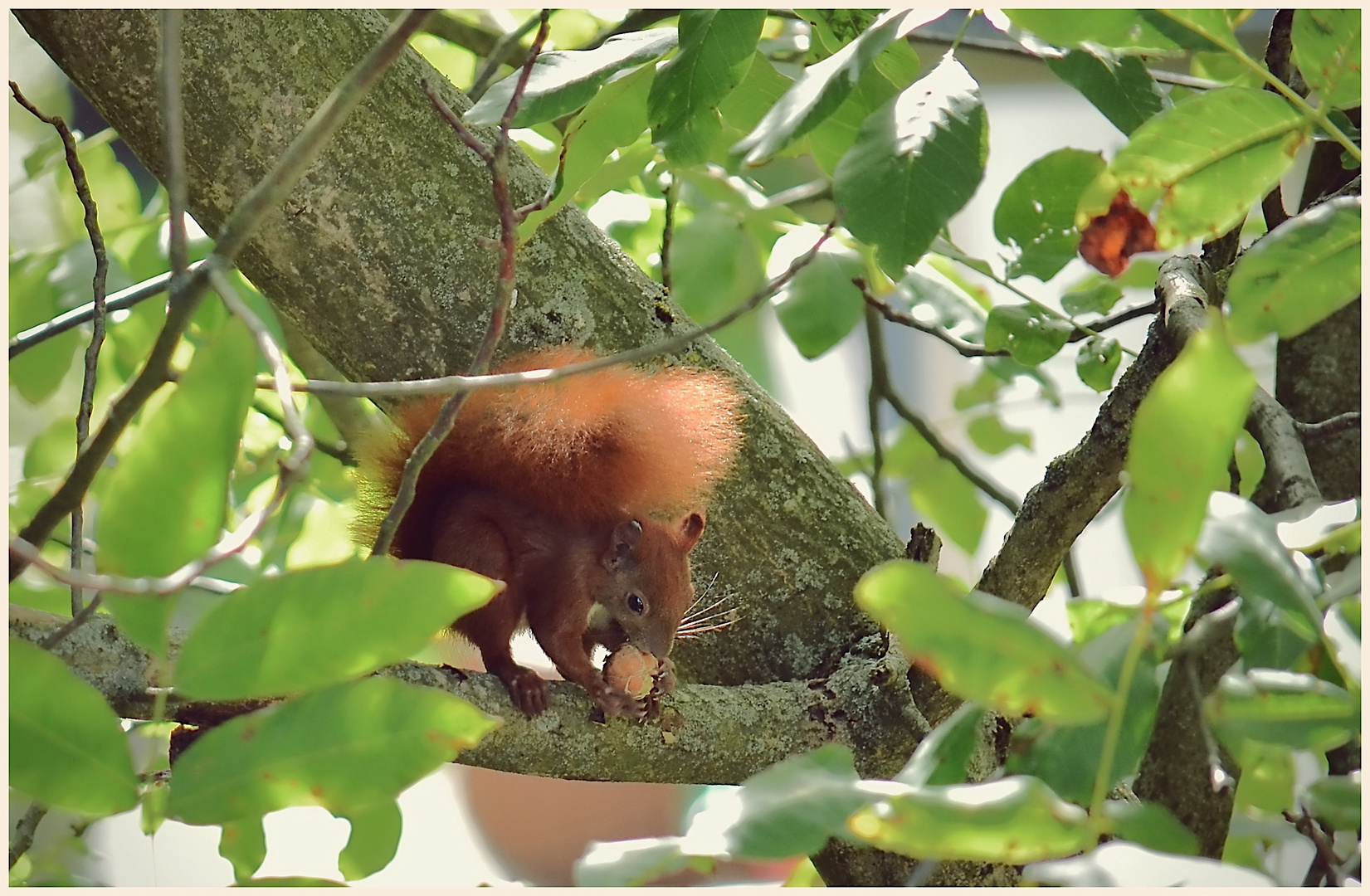 Eichhörnchen 