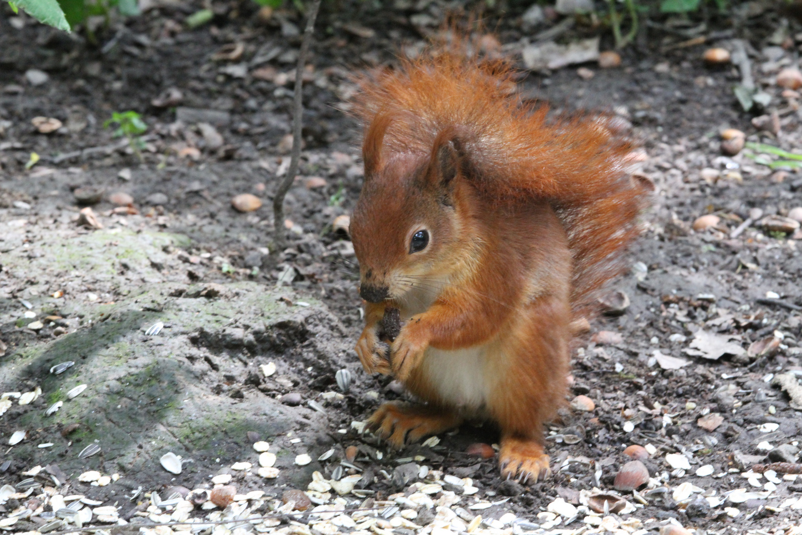 Eichhörnchen