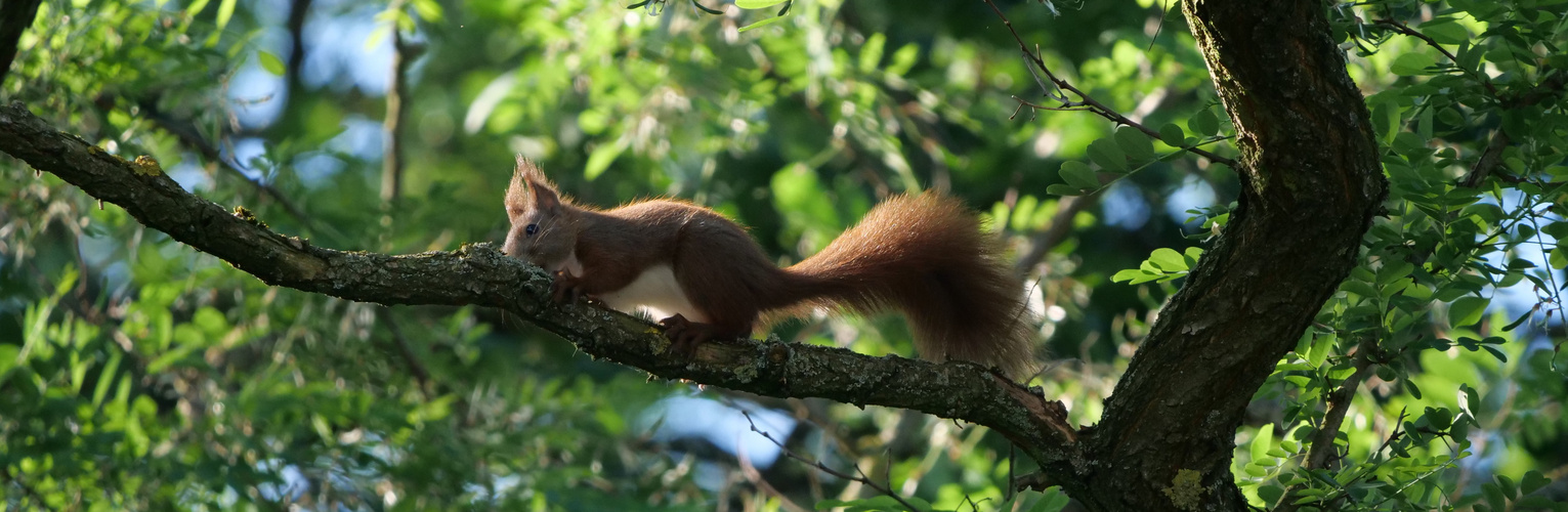 Eichhörnchen