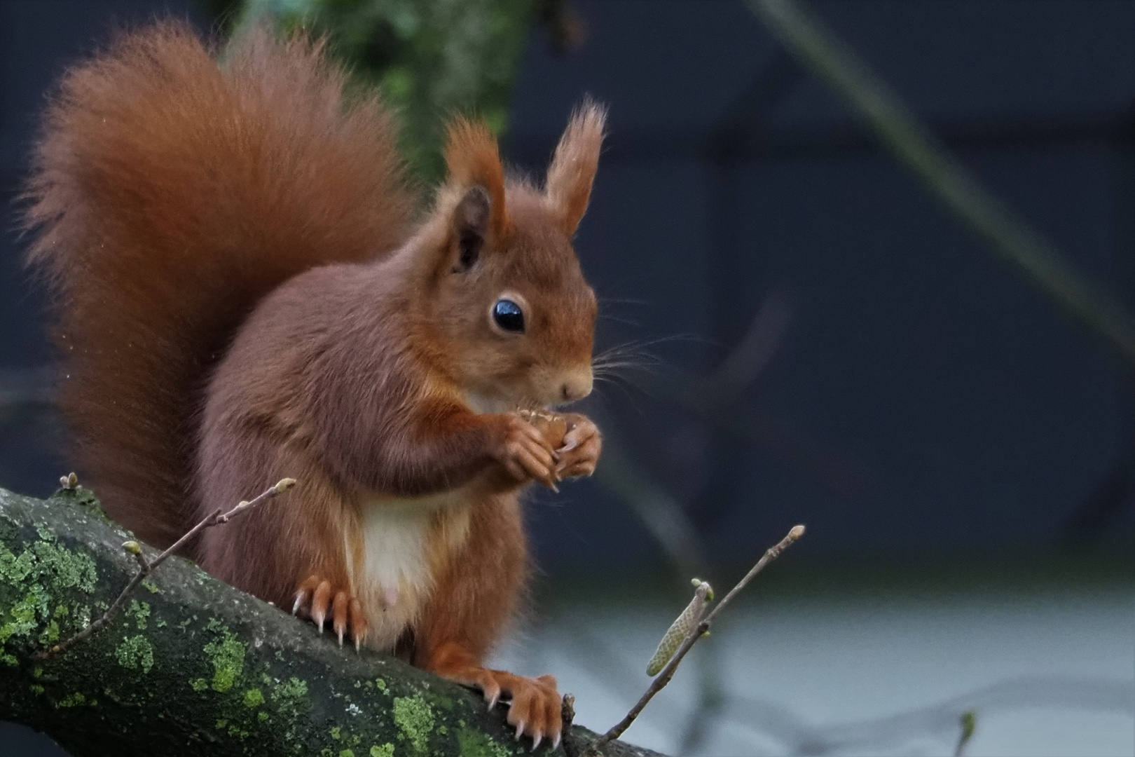 Eichhörnchen