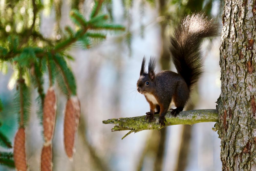 Eichhörnchen...