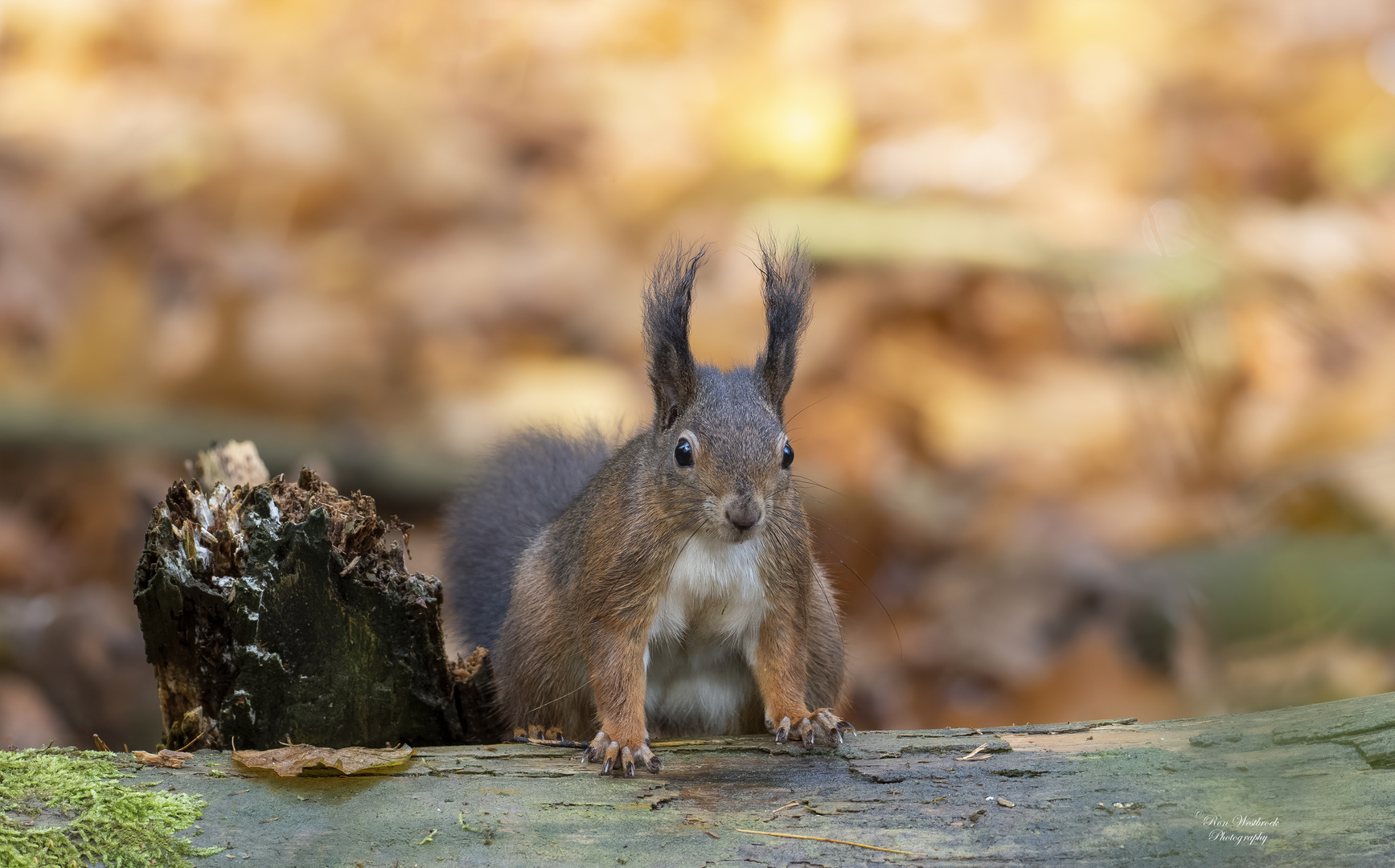 Eichhörnchen