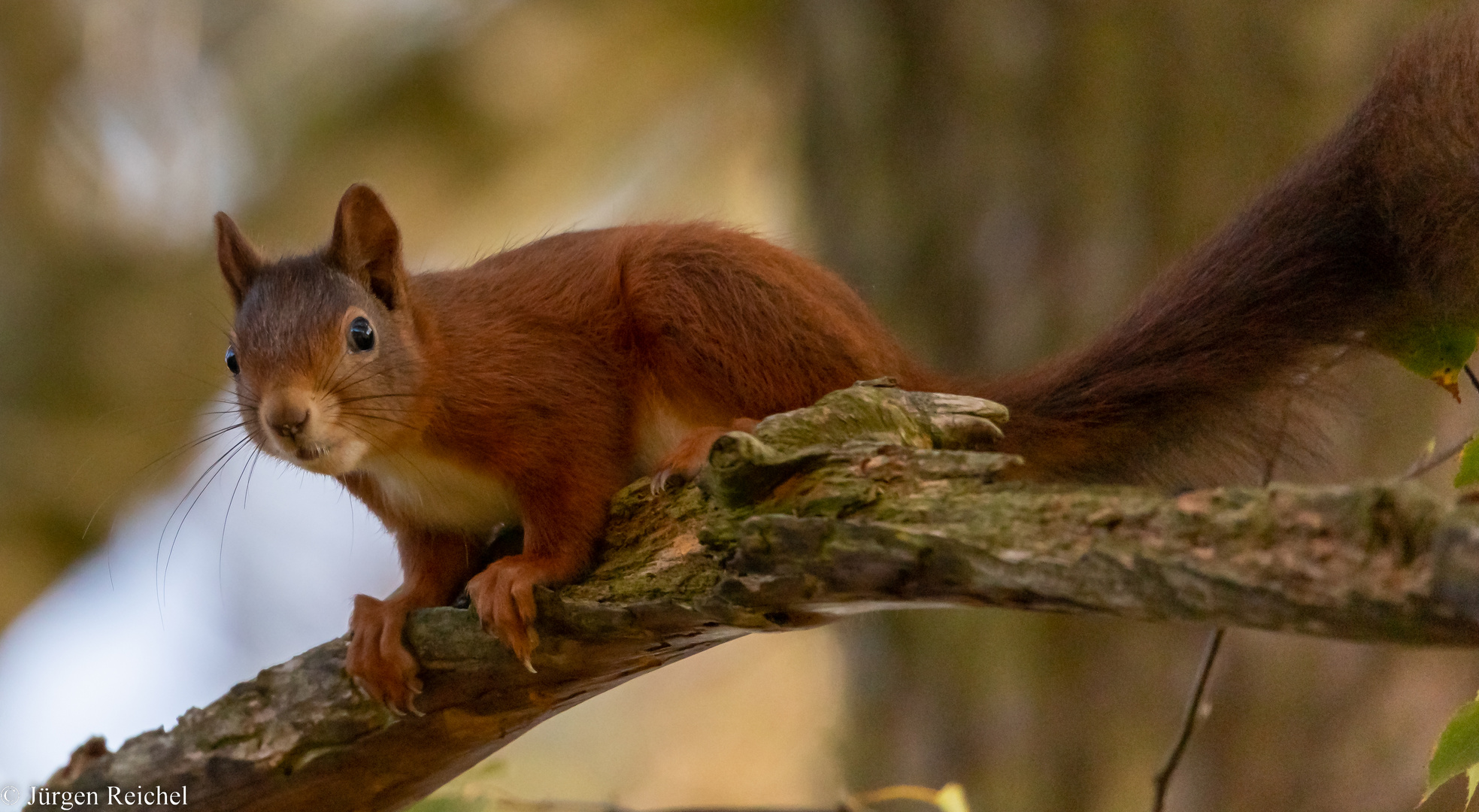 Eichhörnchen 