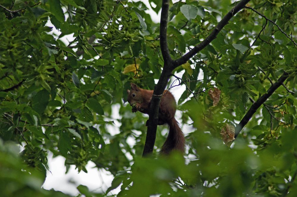 Eichhörnchen