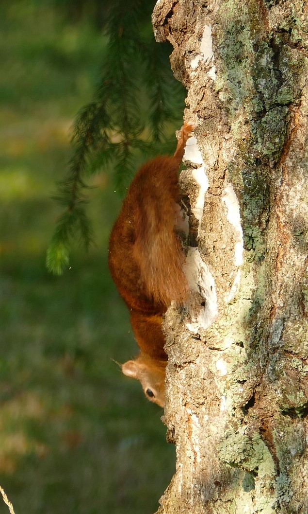 Eichhörnchen 