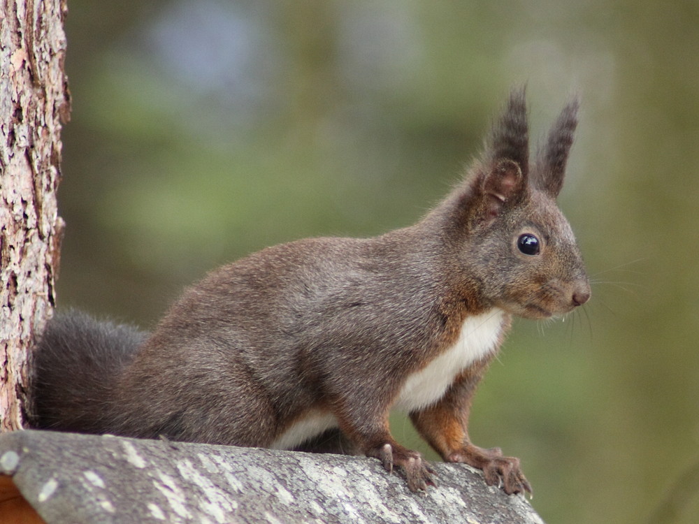 Eichhörnchen