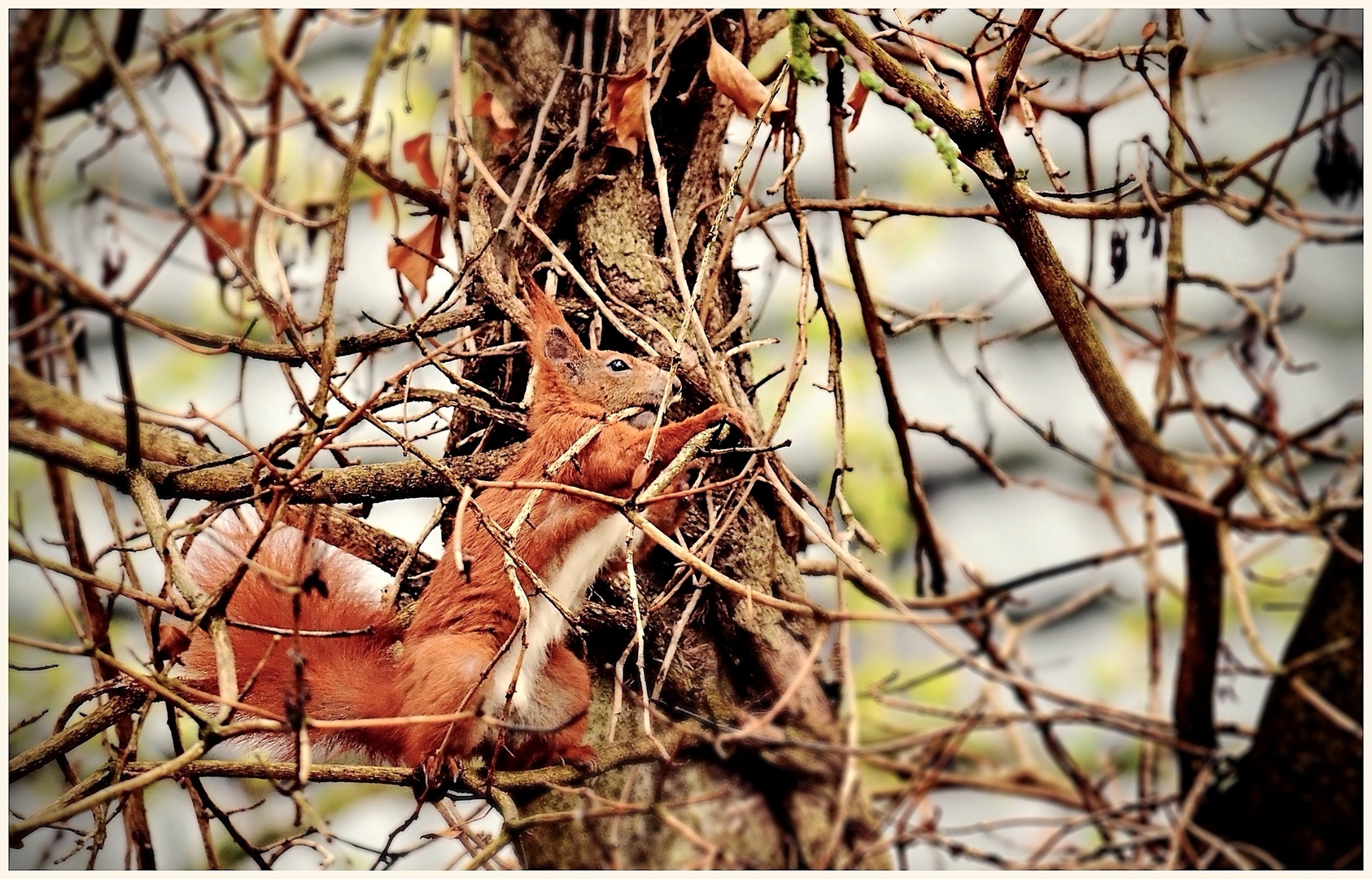 Eichhörnchen 