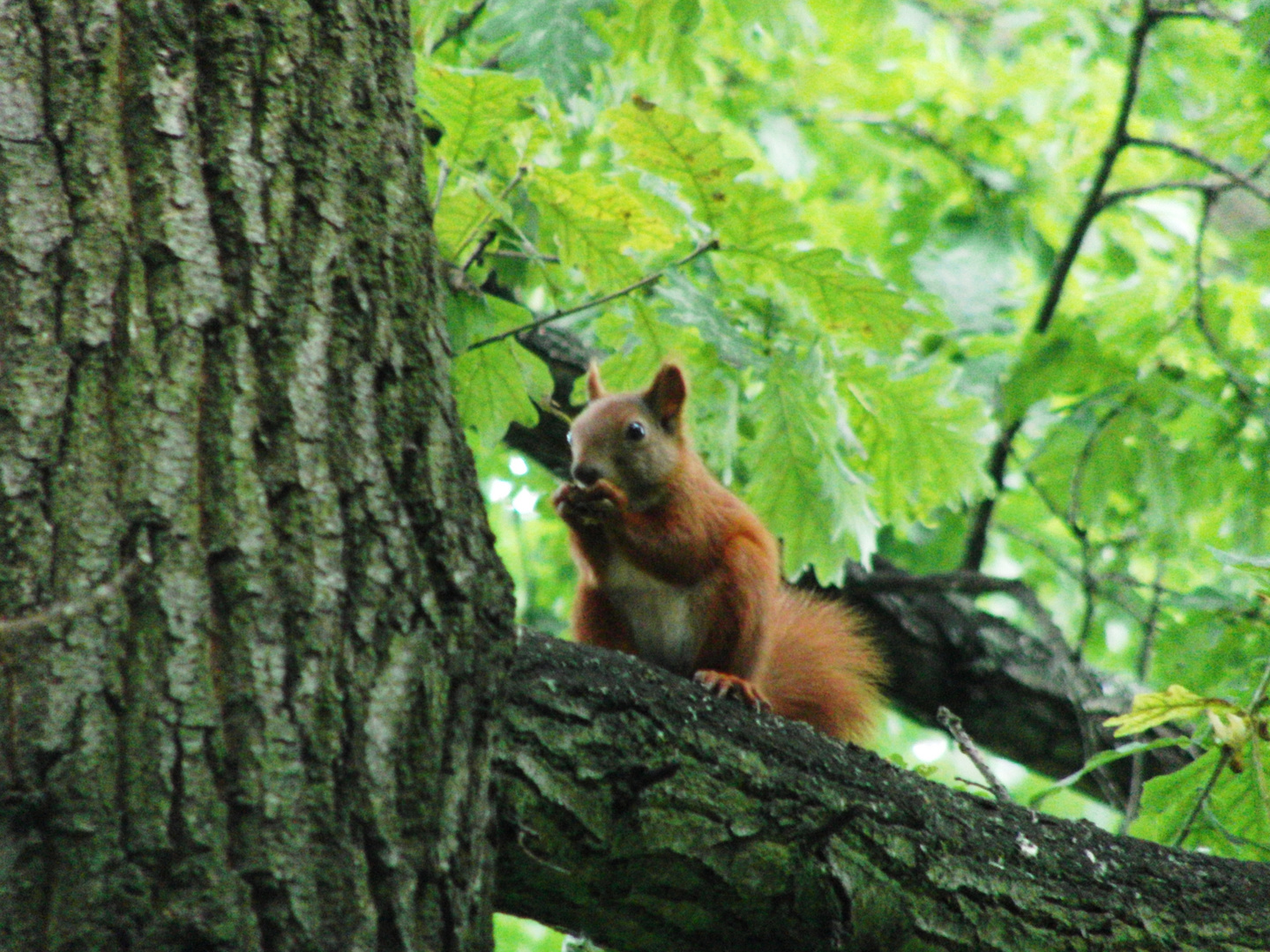 Eichhörnchen