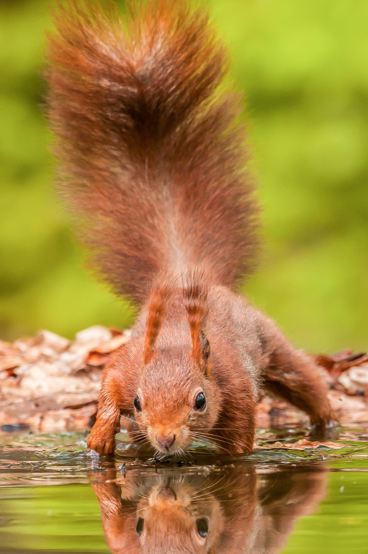 Eichhörnchen